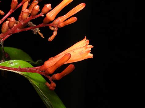 Hamelia Patens Jacq Coralillo Vascular Plants Of The Os Flickr