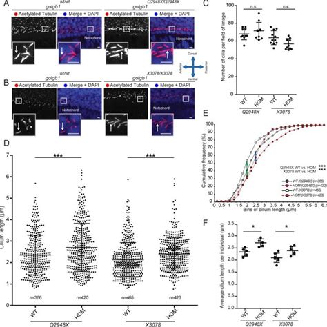 Knockout Of Giantin Results In Defects In Cilia Length A B Lateral