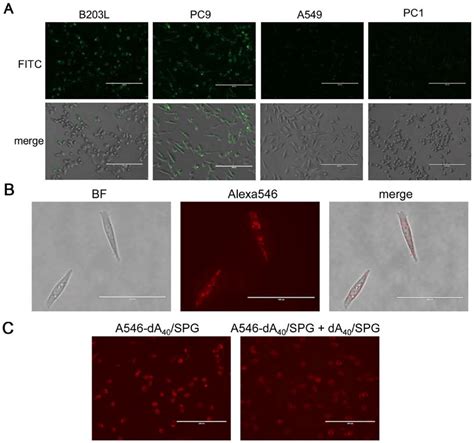 Uptake Of Fitc Labeled Spg And The Alexa Labeled Da Spg Complex