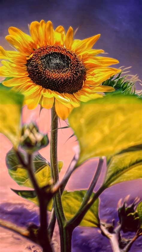 Fonds D Cran Tournesol Fond Violet X Hd Image