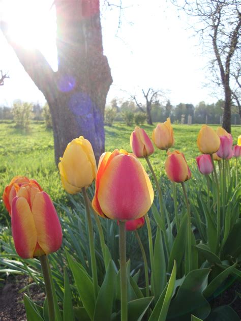 Pin By Marsha Lingle On Flowers Spring Tulips Flowers Tulips