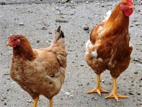 Gripe aviária Agricultura confirma mais 2 casos em aves silvestres