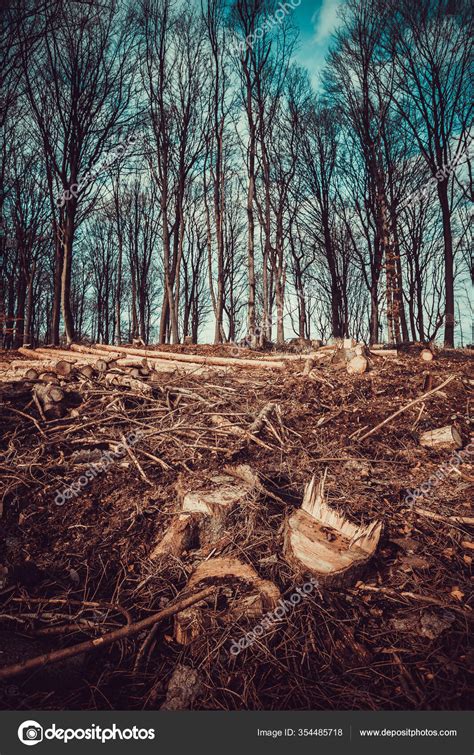 Forest Deforestation Tree Concept Logging Pile Firewood Nude Deciduous Forest Stock Photo By