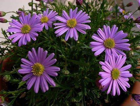 Брахикома выращивание из семян Посадка и уход Фото сортов и описание