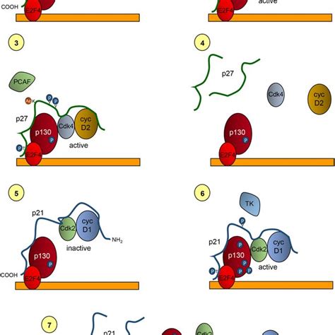 Model Of The Role Of P27 And P21 In The Transcriptional Regulation Of Download Scientific