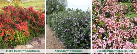 Flowering Hedges – Screening & Hedging Plants