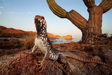 Catalina Desert Iguana Catalana Island Mexico Photograph By Claudio