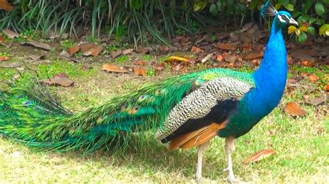 Peacock Bird Dance Display Youtube