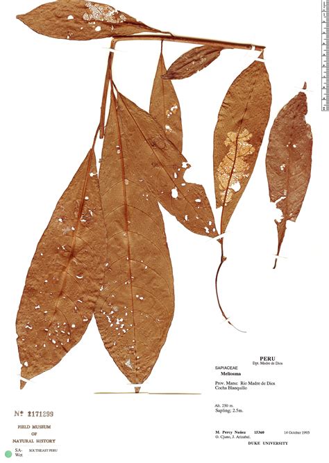 Meliosma Herbário Rapid Reference The Field Museum