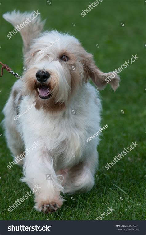 22 Pbgv Images, Stock Photos & Vectors | Shutterstock