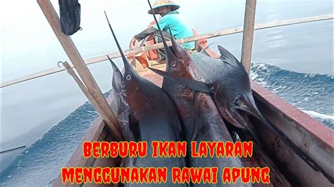 Merawai Ikan Layaranikan Layaran Sampai Mati Dengan Pancing Ini Youtube