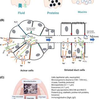 disease induced   salivary gland function