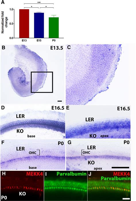 Spatiotemporal Expression Pattern Of Mekk In The Mouse Inner Ear A