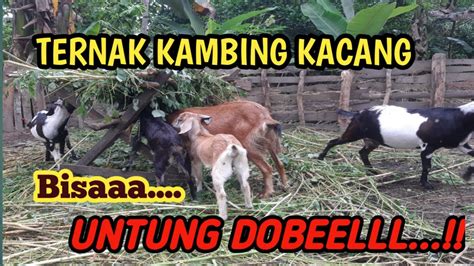 Ternak Kambing Kacang Menguntungkan Youtube