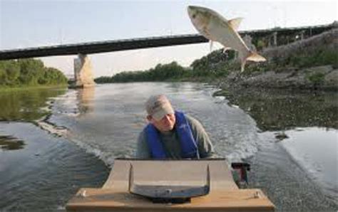 Asian Carp | Reduce Risks from Invasive Species Coalition