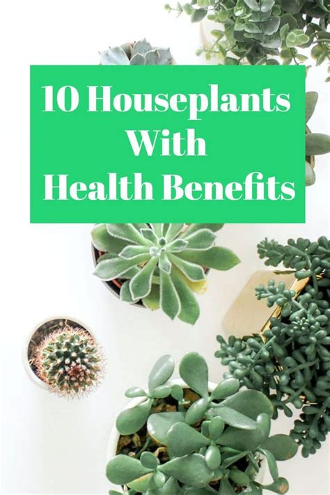 10 House Plants With Health Benefits | Must have plants for your indoor ...