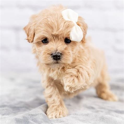 Maltipoo precio y dónde comprar en España y en el extranjero Smylepets