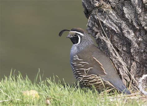 Male And Female California Quail – Feathered Photography