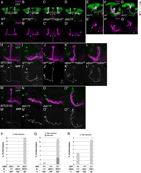 The Phenotypes Of The Pcp Gene Mutants A G The Structure Of The Mb In