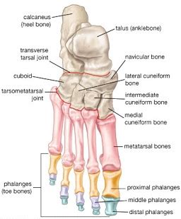 Intertarsal Joint