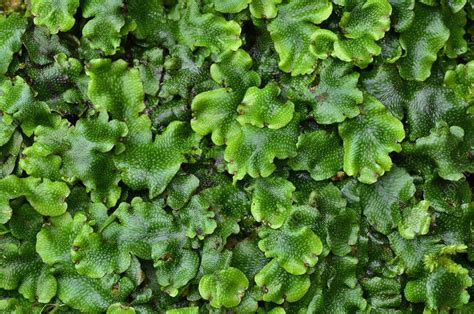 Liverwort leaves - Stock Image - C038/6975 - Science Photo Library