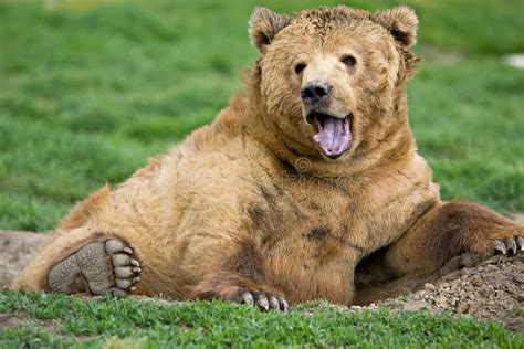 Kodiak Bear Expression Stock Image - Image: 9408731