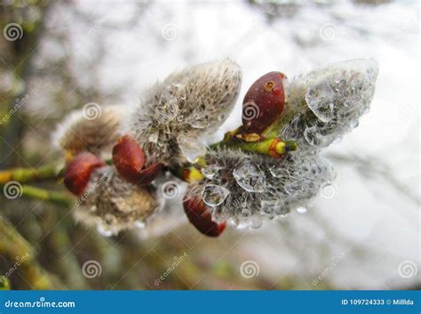 Beautiful Pussy Willow In Spring Lithuania Stock Image Image Of Beautiful Flora