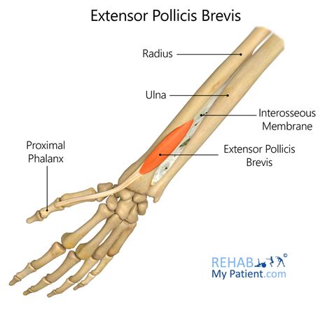 Extensor Pollicis Longus Anatomy