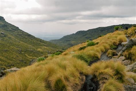 Premium Photo The High Altitude Moorland Of Mount Kenya Mount Kenya