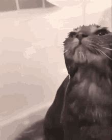 Cat In Shower GIFs | Tenor