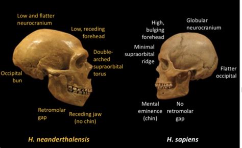 Occipital Torus Neanderthal