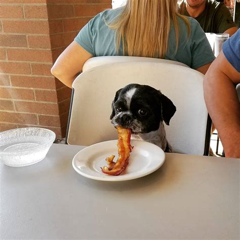 Just a dog eating a bacon strip : r/funny