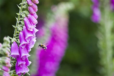 Monty Dons Top Tips For Growing Foxgloves Homes And Gardens