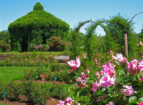 Roses Bloom At Elizabeth Park — Enchanted Gardens