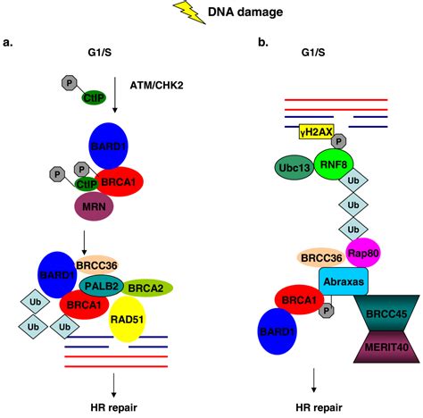 Biology Free Full Text Brca And Its Network Of Interacting