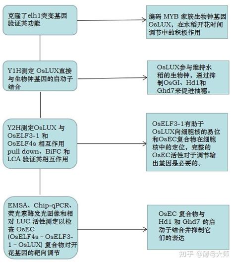 客户文章中国水稻研究所超级稻育种研究团队用y2h等技术揭示时钟成分 Oslux 通过募集 Oself3 1 和 Oself4s 抑制hd1和