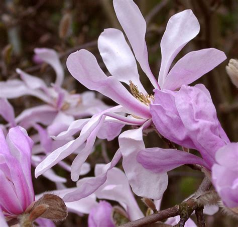 Magnolia Loeb Leonard Messel Trees Shrubs Perennials Trees And Shrubs