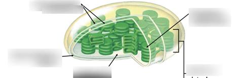 Chloroplast Diagram Quizlet