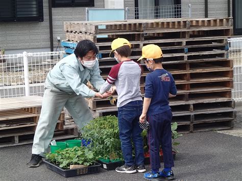 野菜の苗を買ったよ