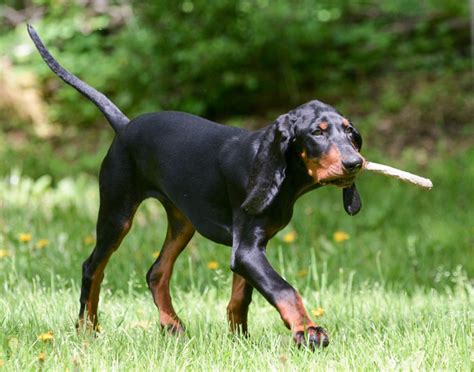 Black and Tan Coonhound Breed Information, Characteristics & Heath Problems | DogZone.com