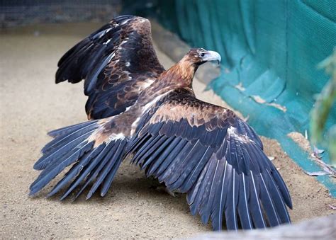majestic wedge tailed eagle  ipswich nature centre