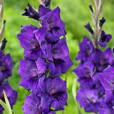 Gladiolus Purple Flora Bulbs | Large Flowering Gladiolus | High Country ...