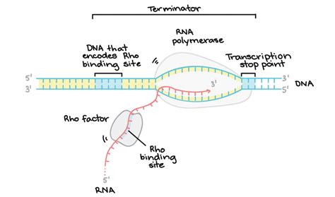 DNA Transcription Explained ChemTalk