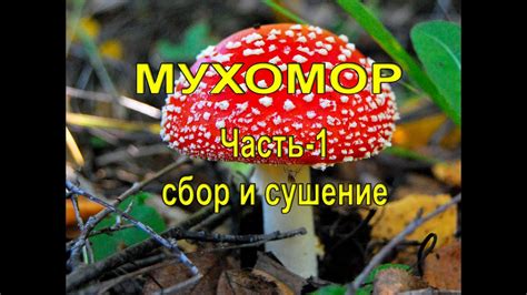 Мухоморы. Часть - 1 сбор и сушка. - YouTube