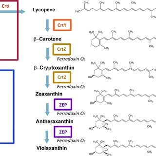 Carotenoids production of lycopene-, β-carotene-, zeaxanthin-, and ...