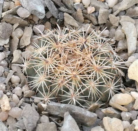 Coryphantha Kracikii Mia Semina Il Fiore Tra Le Spine