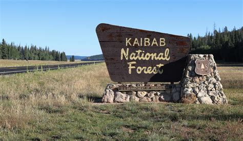 Kaibab National Forest Now Selling Christmas Tree Permits Kjzz