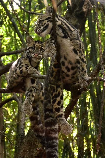 Clouded Leopard Cubs at the Nashville Zoo | Mr. Guilt's Blog