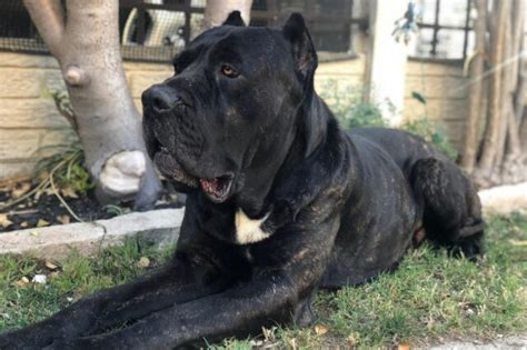 Razones Por Las Que Un Cane Corso Se Lame O Muerde Las Patas Con