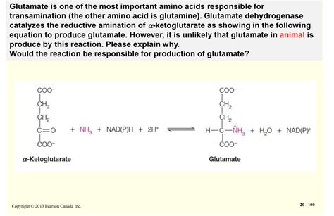 Solved Glutamate is one of the most important amino acids | Chegg.com